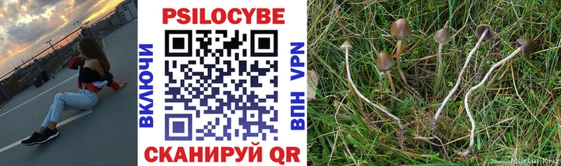Купить  Новотитаровская  Псилоцибиновые грибы Psilocybe 